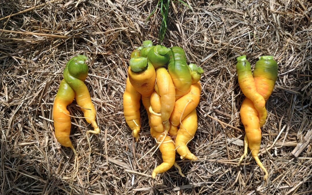 Eine Laune der Natur: Die Besonderheit unserer Karotten